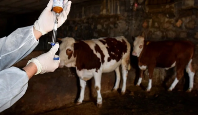 Güney’de şap hastalığı bulaşan çiftlik sayısı 110’a yükseldi: 