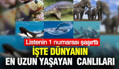 Dünyanın en uzun yaşayan canlıları belli oldu: Listenin 1 numarası şaşırttı