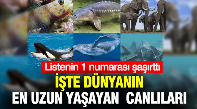 Dünyanın en uzun yaşayan canlıları belli oldu: Listenin 1 numarası şaşırttı