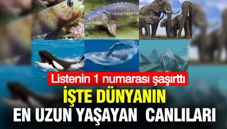 Dünyanın en uzun yaşayan canlıları belli oldu: Listenin 1 numarası şaşırttı