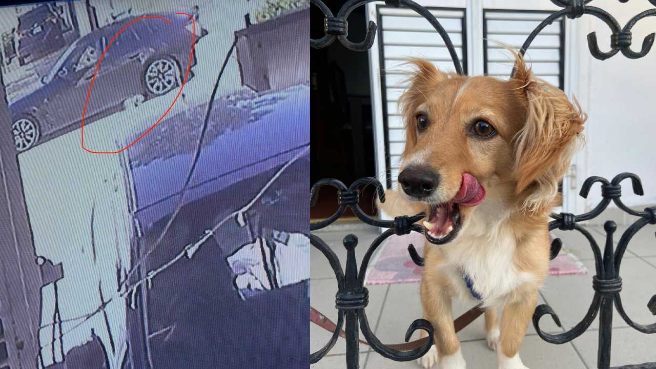 Köpeğe Çarpıp Kaçtı: Masum Can Felç Riskiyle Karşı Karşıya