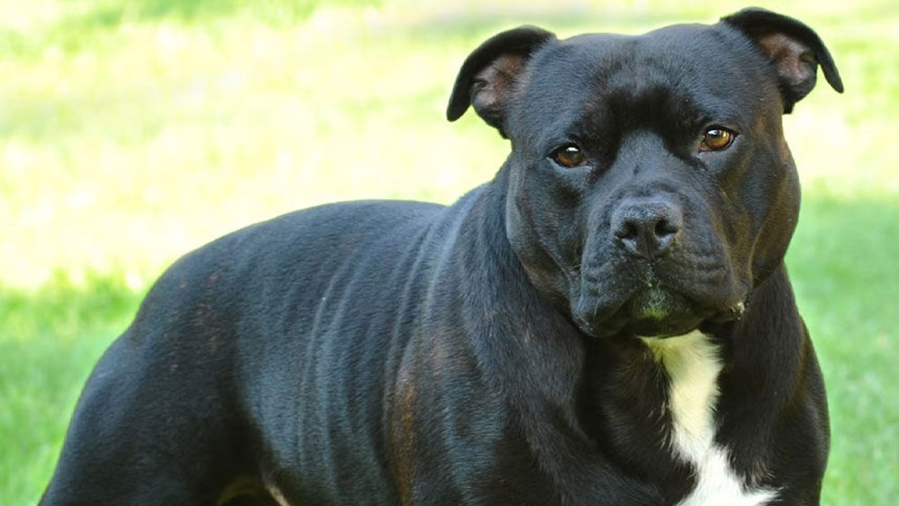 Vadili’de Başıboş Köpekler Yoldan Geçen Şahsa Saldırdı