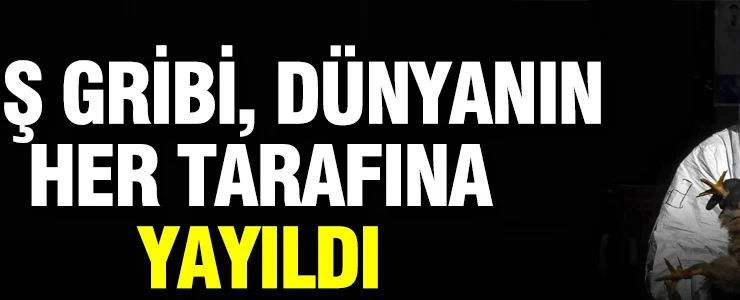 Kuş gribi, dünyanın her tarafına yayıldı