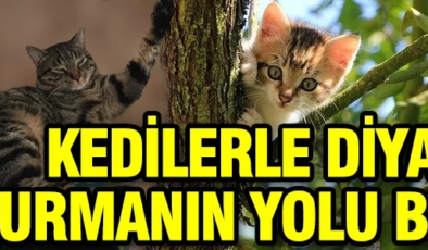 Bizi anlayıp konuşmuyorlar mı? Kedilerle diyalog kurmanın yolu bulundu