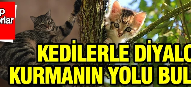 Bizi anlayıp konuşmuyorlar mı? Kedilerle diyalog kurmanın yolu bulundu
