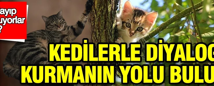 Bizi anlayıp konuşmuyorlar mı? Kedilerle diyalog kurmanın yolu bulundu