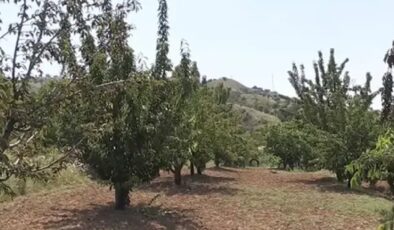 Adına özel türküsü bile var: Donsuzluk hasadı coşturdu
