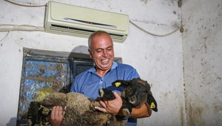 Avukatlığı bıraktı hayvancı oldu: Ahıra klima taktırdı