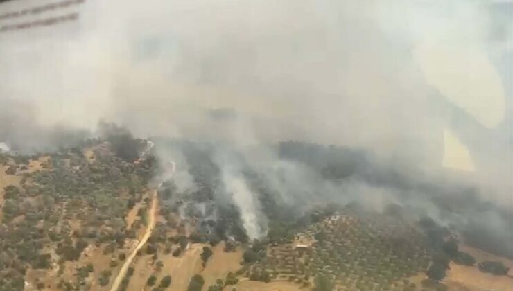 Aydın'da zeytinlik ve otluk alanda yangın; iki mahalle tahliye edildi