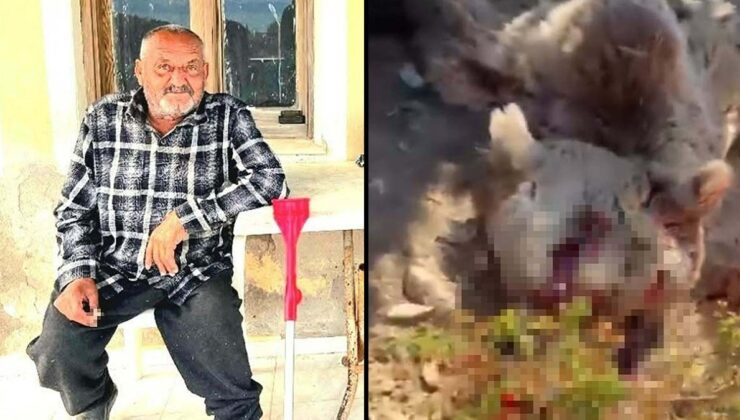 Balkonda uyuyan adamı öldüren ayı vurularak öldürüldü