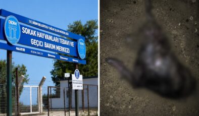 Barınakta skandal iddia