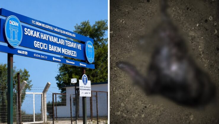 Barınakta skandal iddia