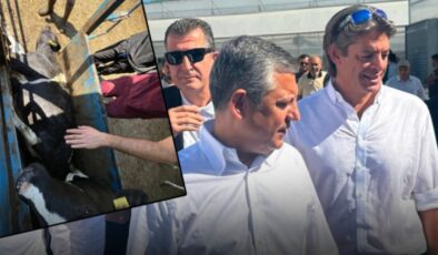 Baskında ineği ölmüştü! CHP'nin gölge bakanının çiftliğinin sertifikası iptal edildi