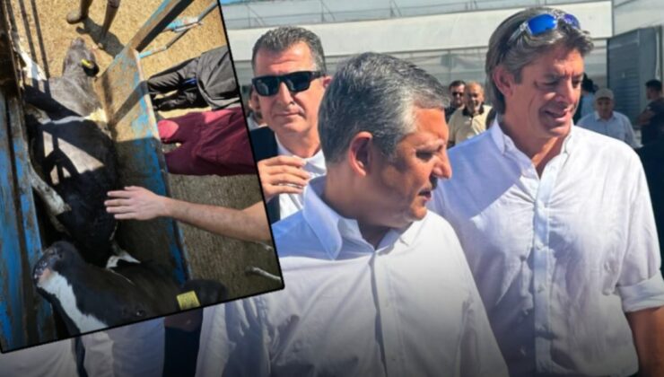 Baskında ineği ölmüştü! CHP'nin gölge bakanının çiftliğinin sertifikası iptal edildi