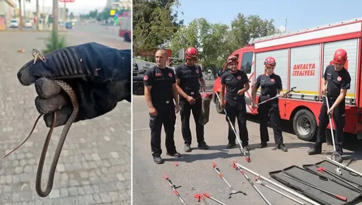 Bir kenti son günlerde yılanlar bastı!