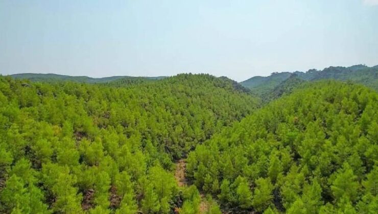 Bolu'da ormanlara giriş yasaklandı