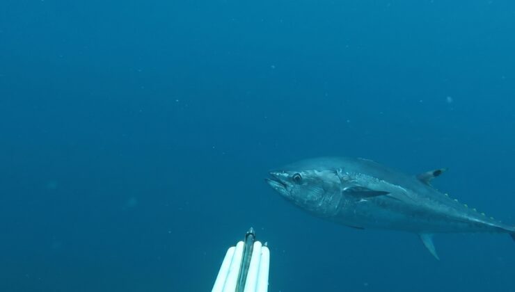 Çanakkale'de  yakalandı: Boyu 1 metre 82 santim, 65 kilo