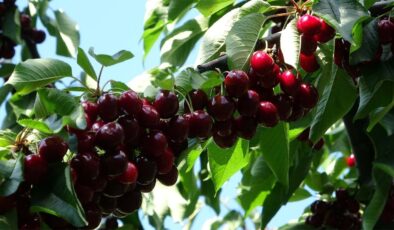 Dalından kiraz koparıp yiyen çift hayatını kaybetti