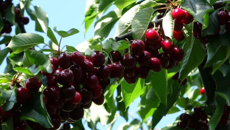 Dalından kiraz koparıp yiyen çift hayatını kaybetti