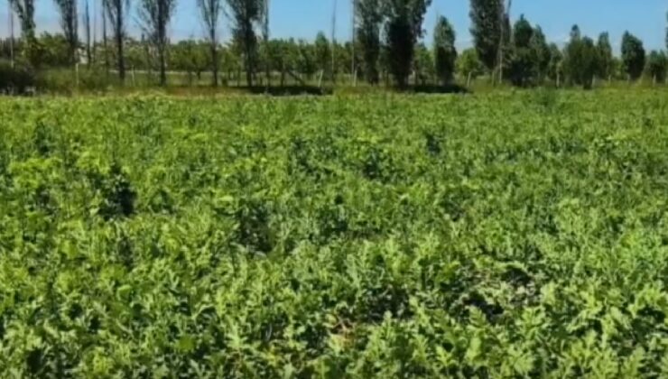 Doğu Anadolu'da ilk hasat başladı: Pazarlara yola çıktı