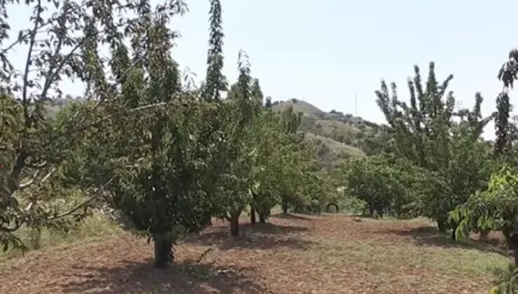 Donsuzluk hasadı uçurdu