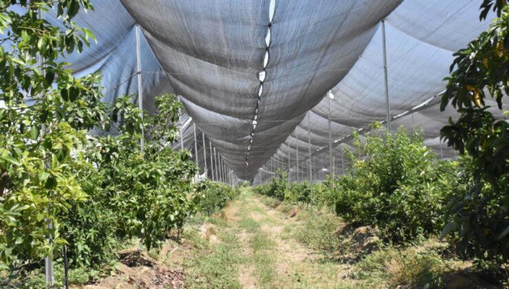 Ege'de ilk kez yapıldı: Sadece 4 saat yetiyor, Avrupa'ya ihraç ediliyor