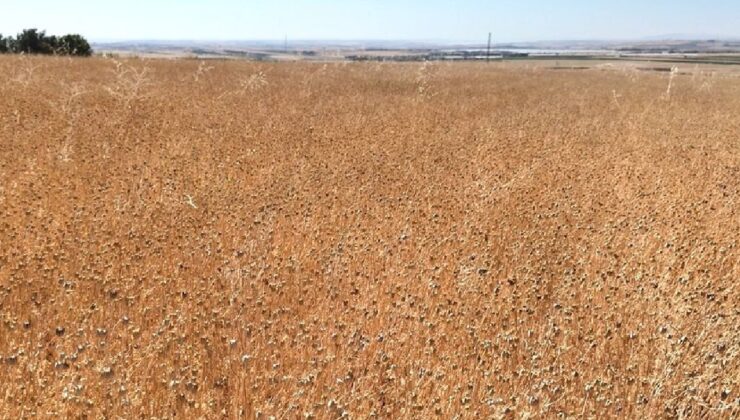 İlk kez ekildi hasadı yüz güldürdü: Tarımda yeni alternatif oldu