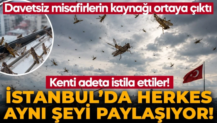 Balkanlardan Türkiye’ye girdiler, İstanbul’da gören telefonuna sarıldı! Sokakta, balkonda, evde… Vatandaşlar ne yapacağını şaşırdı