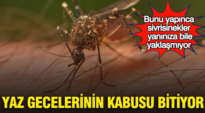 Yaz gecelerinin kabusu bitiyor: Bunu yapınca sivrisinekler yanınıza bile yaklaşmıyor