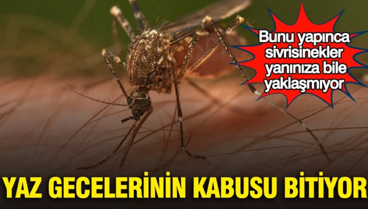 Yaz gecelerinin kabusu bitiyor: Bunu yapınca sivrisinekler yanınıza bile yaklaşmıyor
