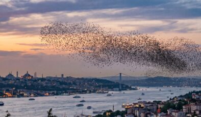İstanbul'a kadar ulaştılar! Sürüler halinde Türkiye'ye geliyorlar