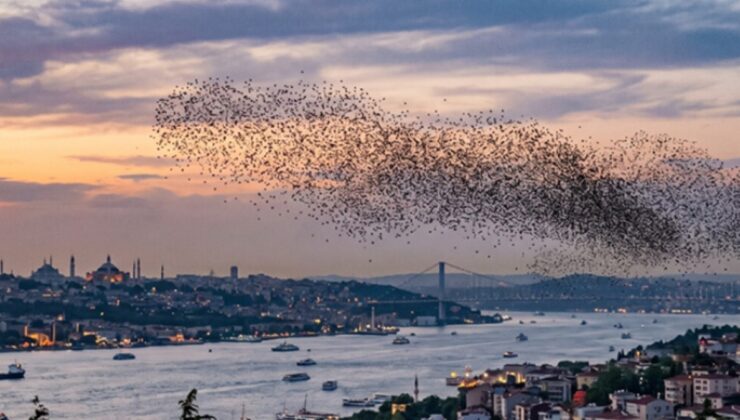 İstanbul'a kadar ulaştılar! Sürüler halinde Türkiye'ye geliyorlar