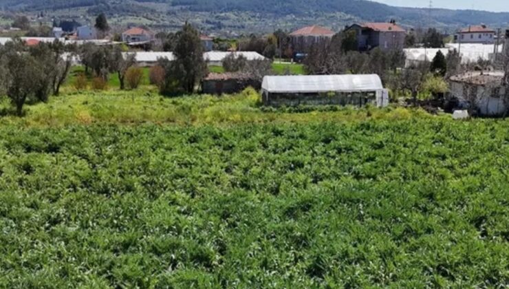 İzmir'de hasat edildi Ankara'ya gönderildi: NATO zirvesinin gözdesi oldu