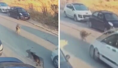 Köpeği kasten ezip öldüren sürücü tutuklandı