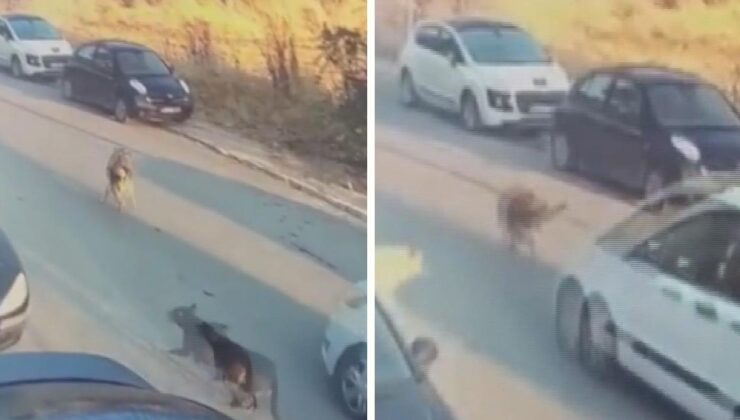 Köpeği kasten ezip öldüren sürücü tutuklandı
