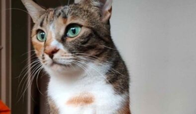 Kozanköy’de kedi katliamı: 1 kişi tutuklandı