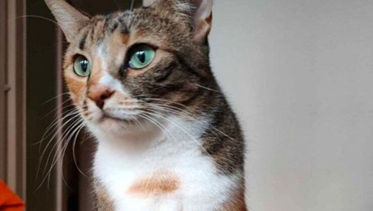 Kozanköy’de kedi katliamı: 1 kişi tutuklandı