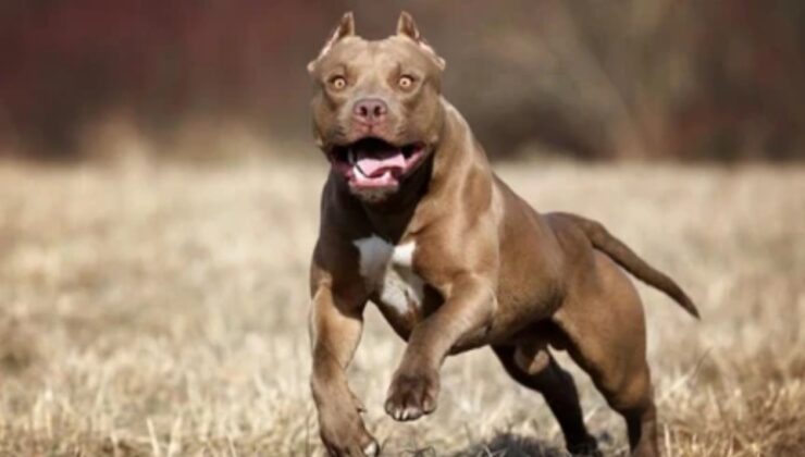 Pitbull saldırısında 4 yaşındaki kız çocuğu can verdi