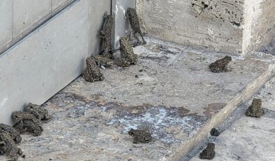Sağanak sonrası ortaya çıktılar, 2 bin metrelik hat boyunca görüldüler