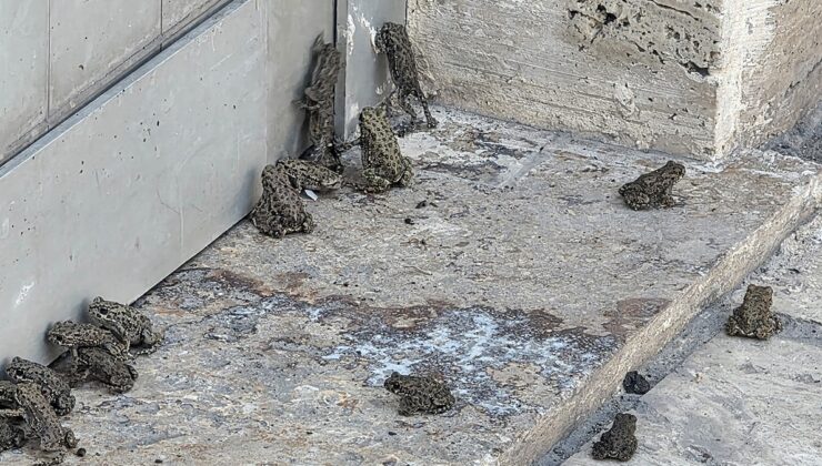 Sağanak sonrası ortaya çıktılar, 2 bin metrelik hat boyunca görüldüler