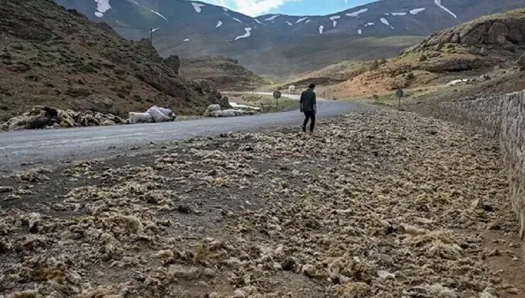 Van'da tonlarcası doğaya bırakıldı ama büyük felakete yol açacak