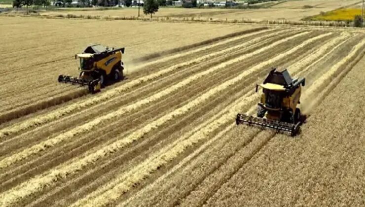 Yağmur bereket getirdi yüzler güldü: Verim 500-550 kilo bandına çıktı