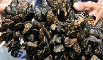 Yalova'da 3 ton kaçak avlanan midye yakalandı