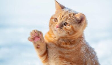 Yer Kozanköy: Hava tüfeğiyle kedi vurdu…
