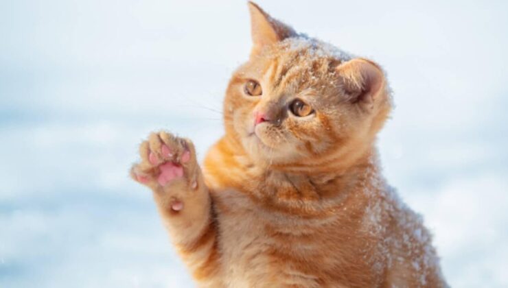 Yer Kozanköy: Hava tüfeğiyle kedi vurdu…