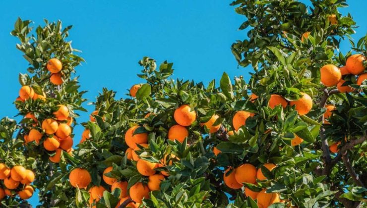 Akçın, bazı bahçelerin ava açılmasını eleştirdi