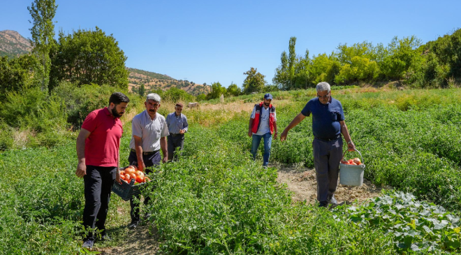 Altından daha değerli görüyorlar: Yüzlerce dönümde dev hasat başladı