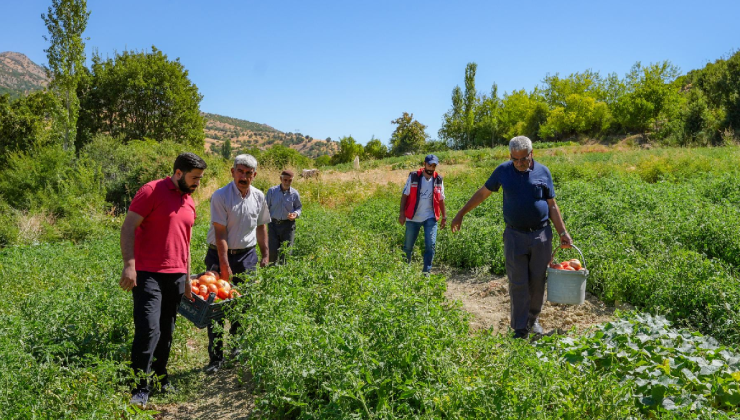 Altından daha değerli görüyorlar: Yüzlerce dönümde dev hasat başladı