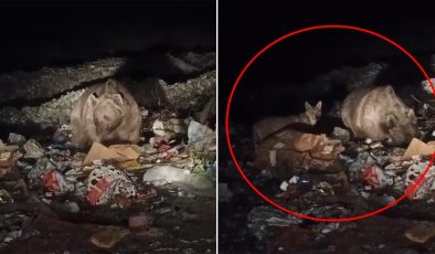 Ayı ve kurtlar yerleşim yerine indi, çöpten yiyecek aradı