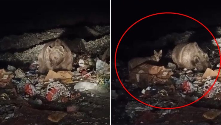 Ayı ve kurtlar yerleşim yerine indi, çöpten yiyecek aradı